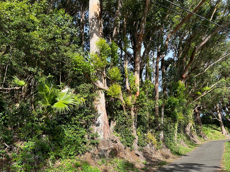 KAAPAHU RD, Honokaa, HI 96727