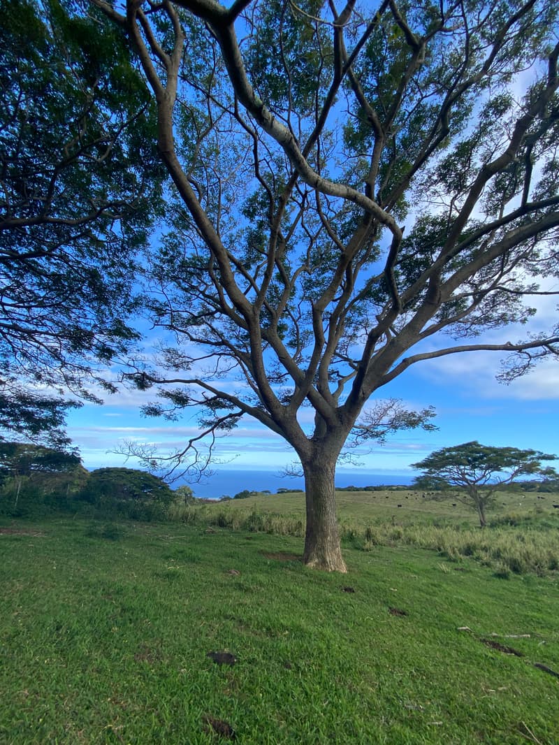 Undisclosed, Naalehu, HI 96772