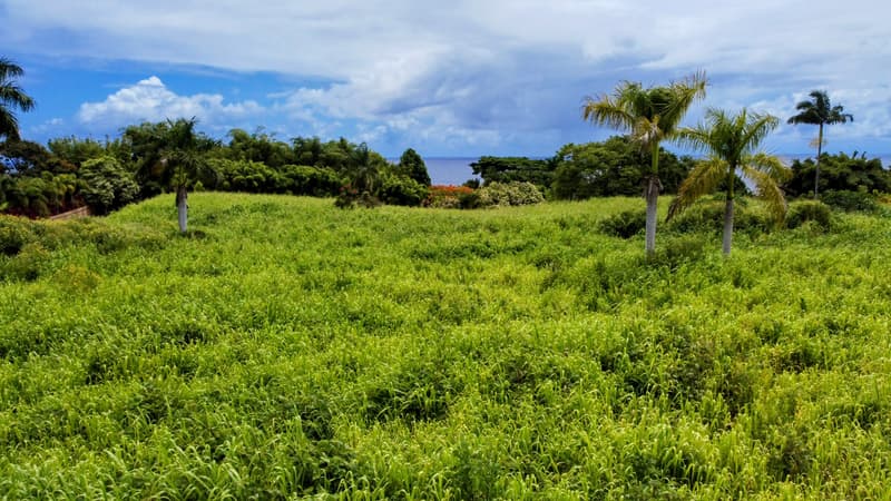 31-154 HAWAII BELT RD, Ninole, HI 96773