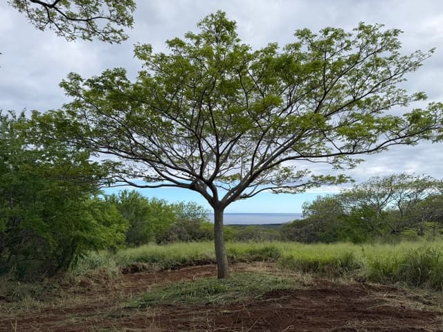 PUNALUU RD, Naalehu, HI 96772