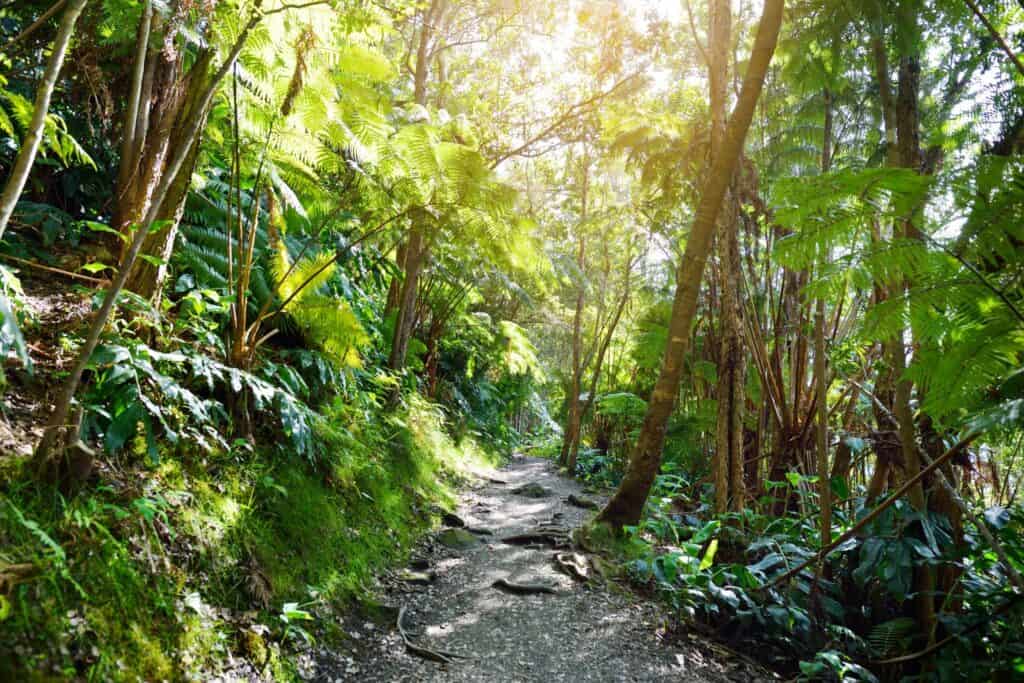 Big Island Hawaii rainforest trail with lush greenery and sunlight filtering through trees.