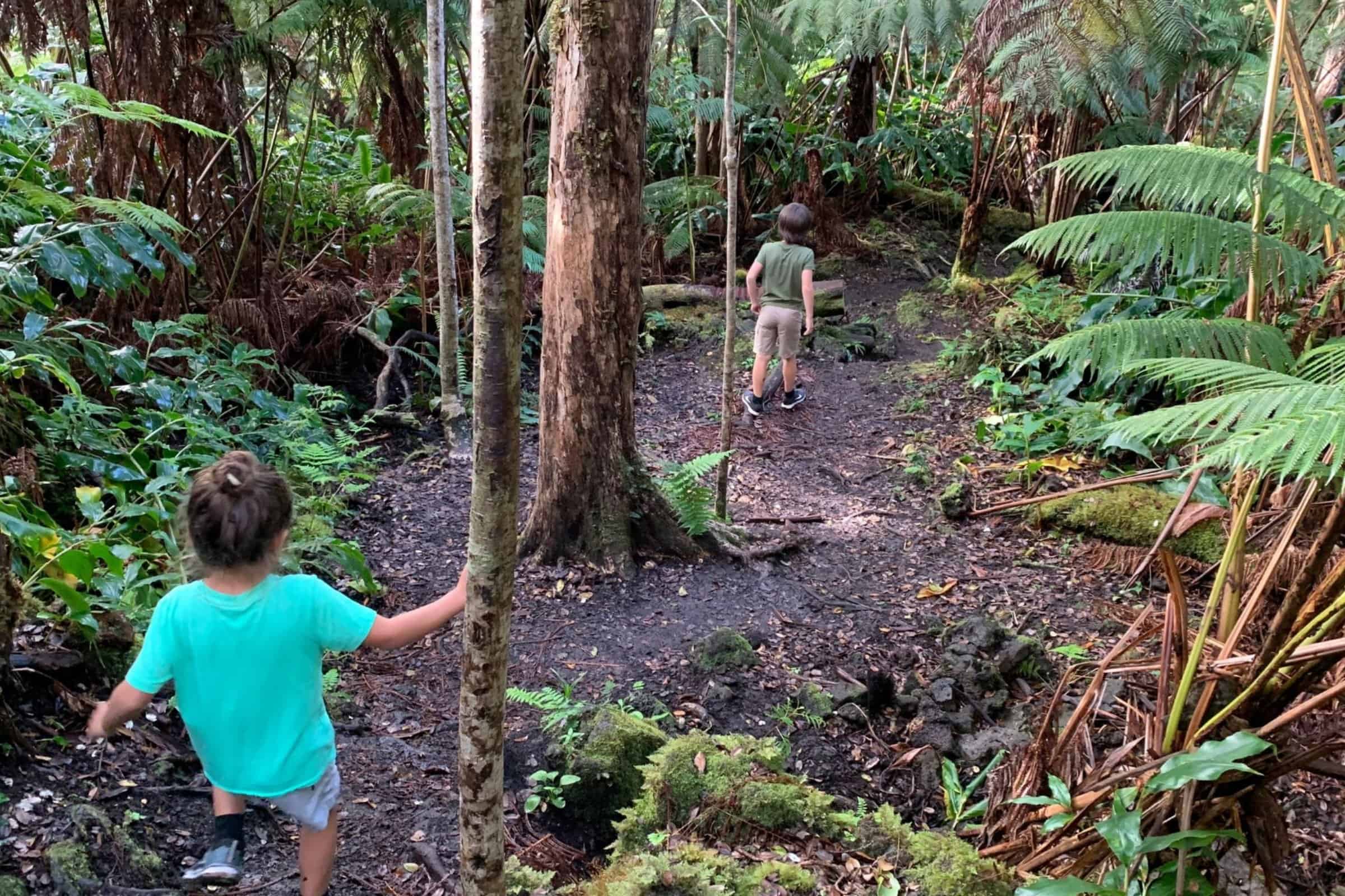 Hiking trail in Big Island Hawaii's lush rainforest, perfect for outdoor enthusiasts and nature love.
