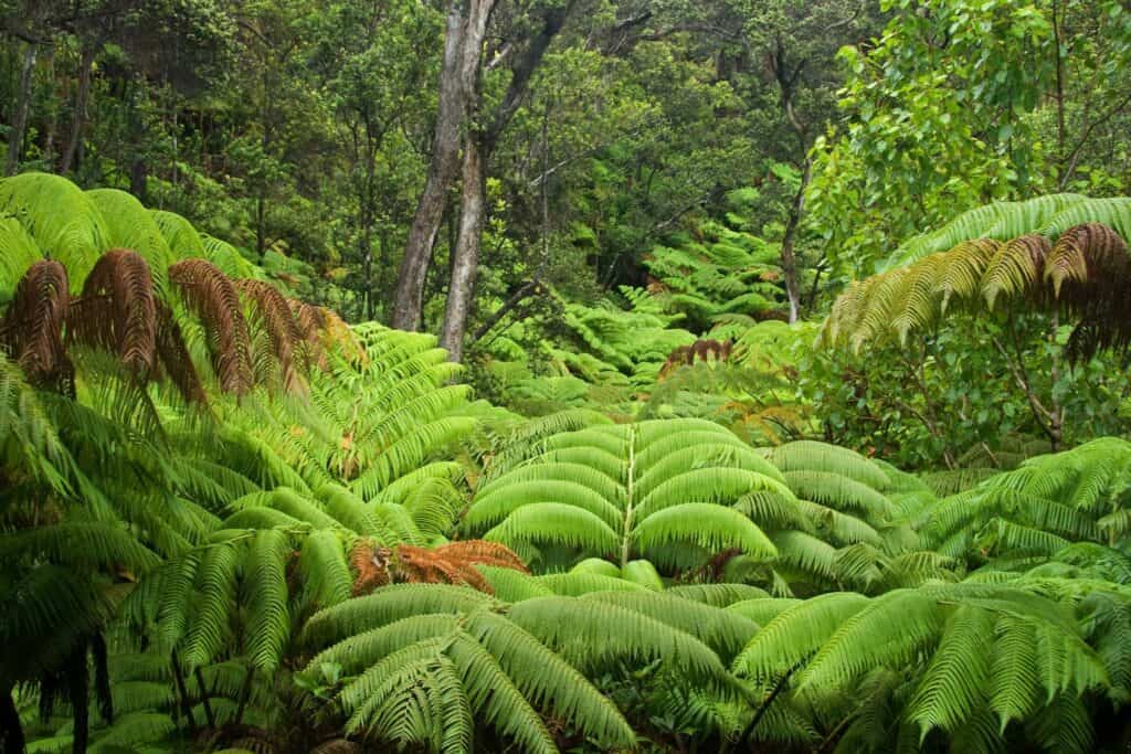 Lush rainforest scene on Big Island, Hawaii, showcasing vibrant greenery and tropical foliage near K.