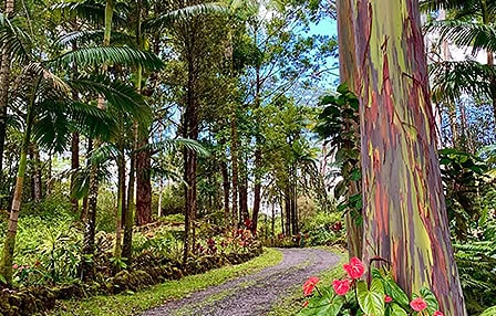 Tropical forest on Big Island Hawaii with lush trees and vibrant flora near Kona and Kohala Coast.