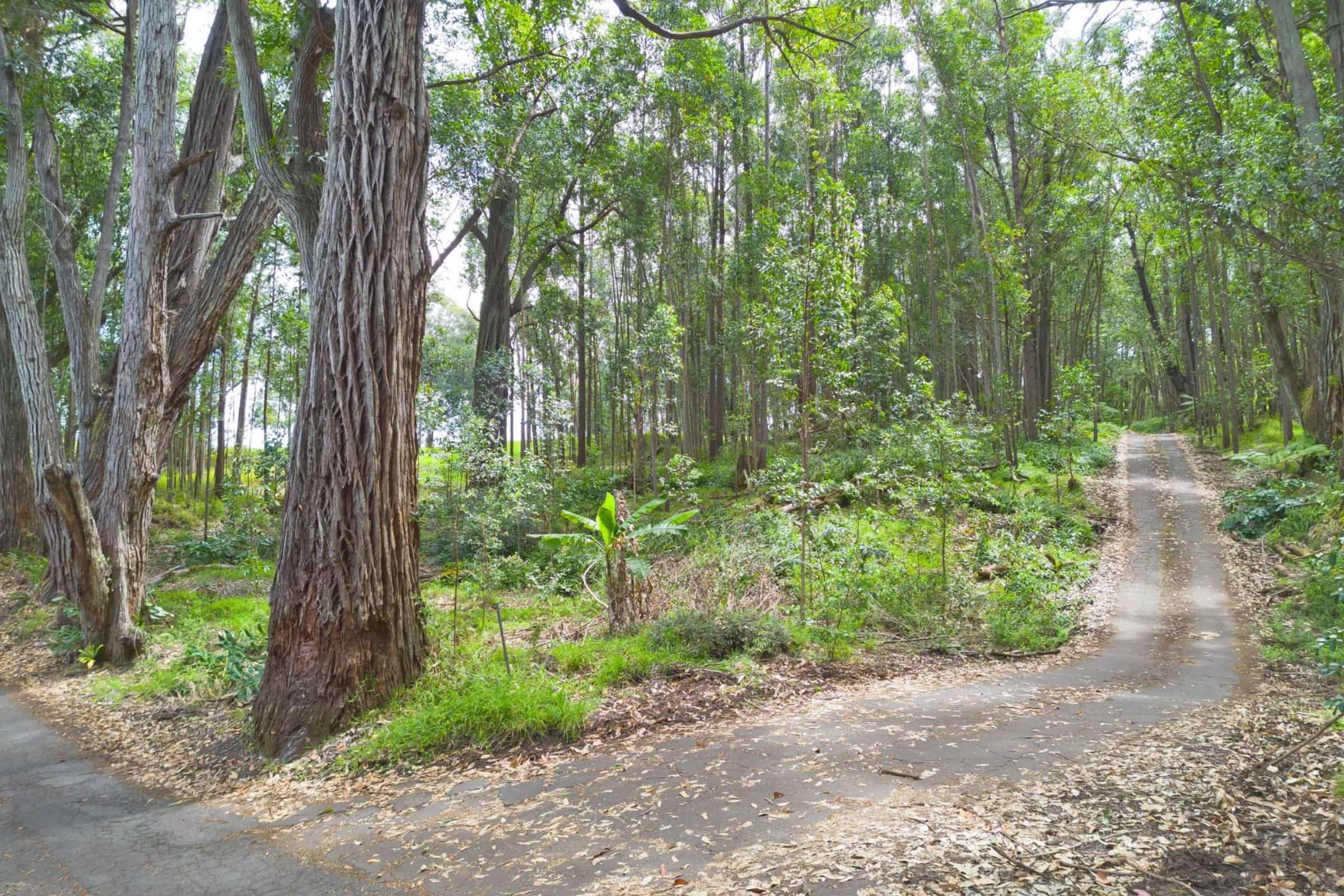 Hamakua Land for Sale - Big Island Hawaii Real Estate.