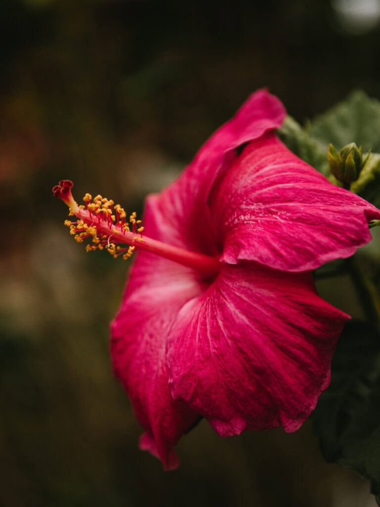 Hibiscus flower in tropical garden, Kona, Kohala Coast, Big Island Hawaii.