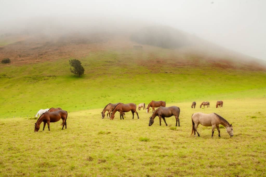 Big Island Hawaii real estate, oceanview horse ranch in Kohala Coast, luxury property with lush past.