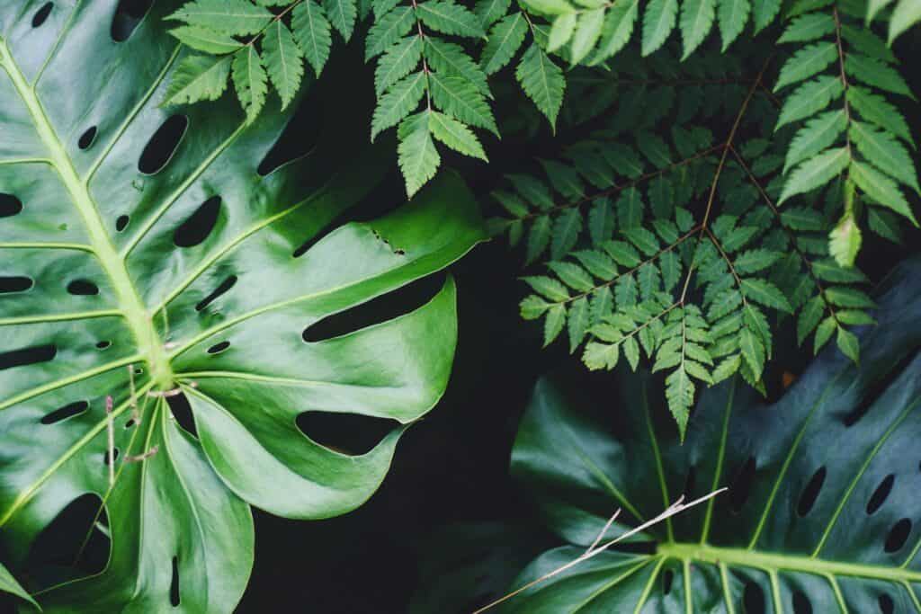 Tropical foliage at a Big Island Hawaii luxury resort property in Kona and Kohala Coast.