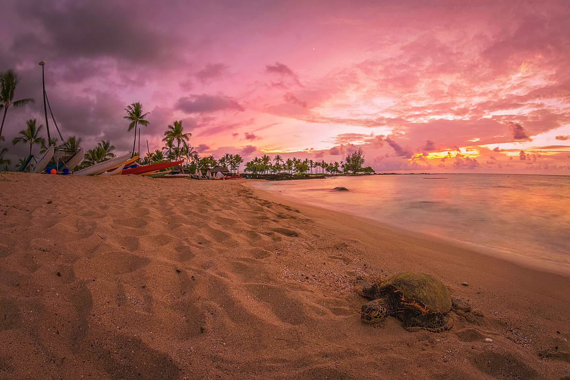 Pink sunset over a Big Island beach with palms along the shoreline.