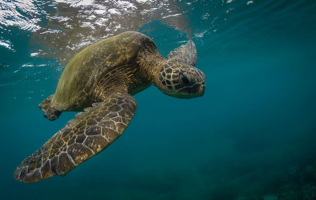 Oceanfront turtle swimming near Kona with clear blue waters and vibrant marine life.