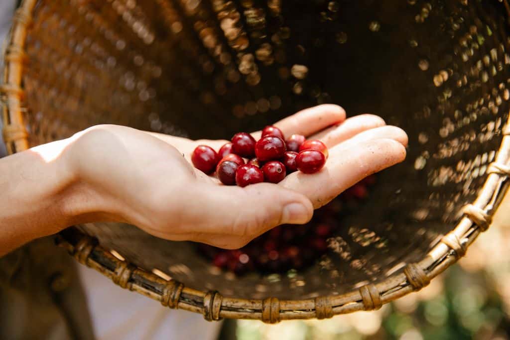 Big Island Hawaii coffee beans in hand, Kona coffee estate, luxury resort lifestyle.