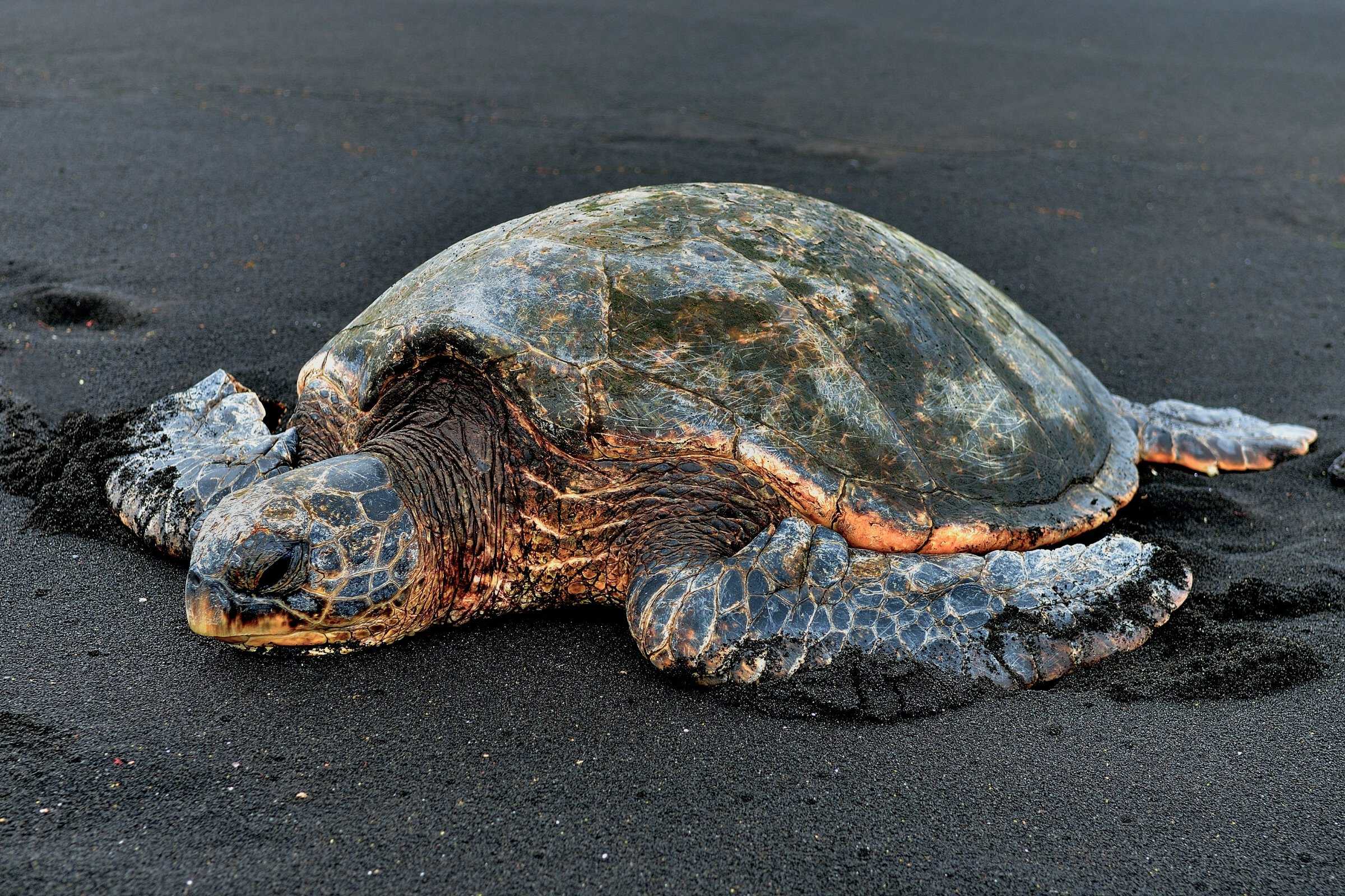 Hawaiian sea turtle resting on black sand beach in Kona, Big Island Hawaii.
