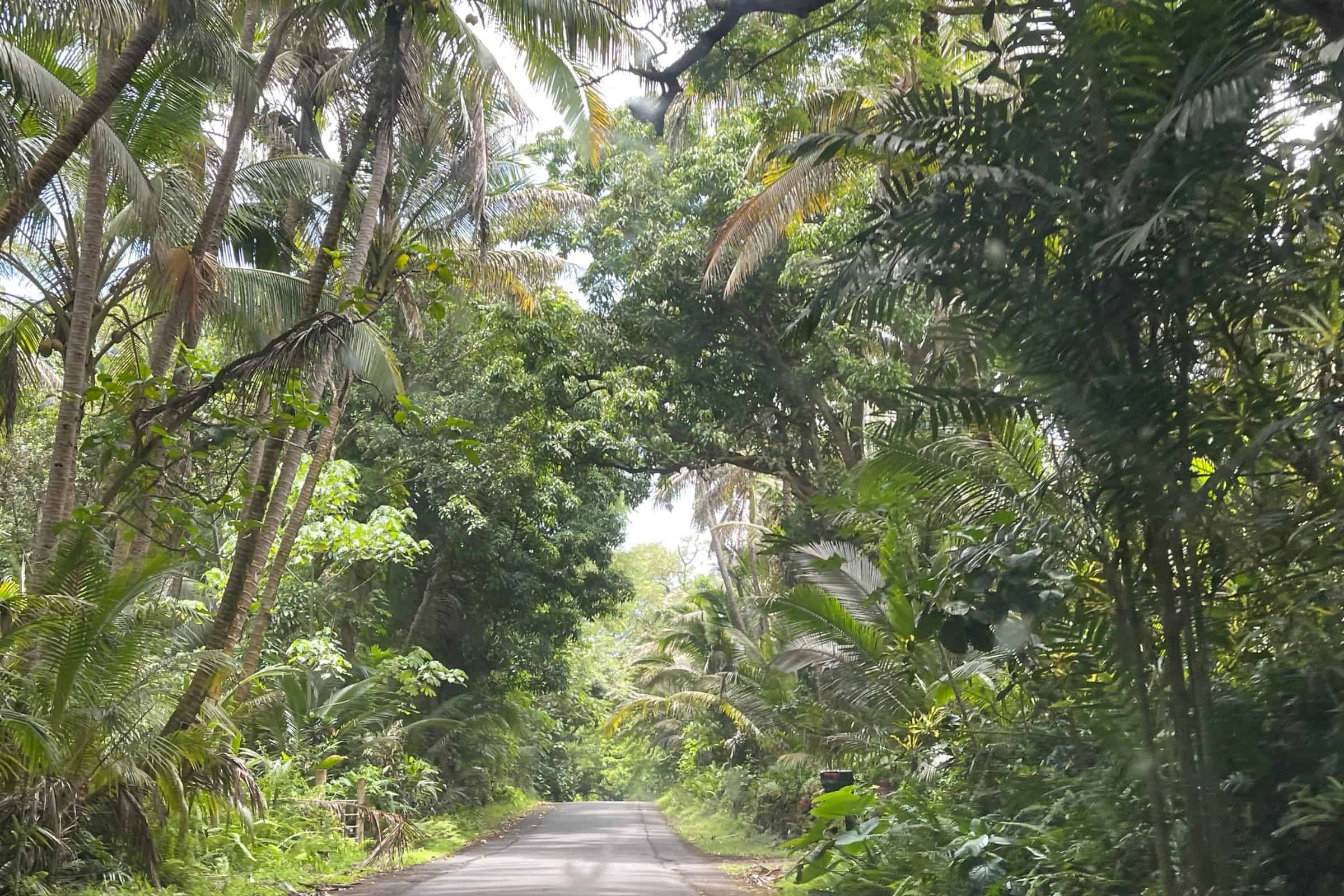 Lush tropical forest road in Puna, Big Island Hawaii, ideal for luxury estate exploration.
