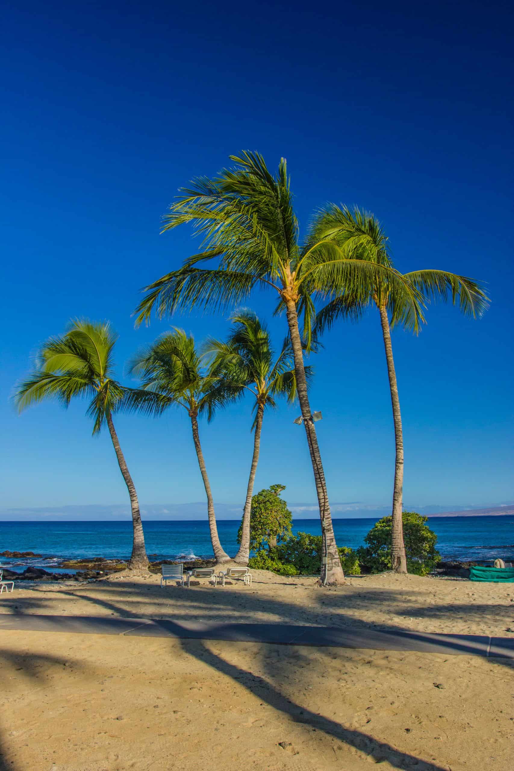 Oceanfront beach with palm trees in Kona, Big Island Hawaii, perfect for luxury resort living.