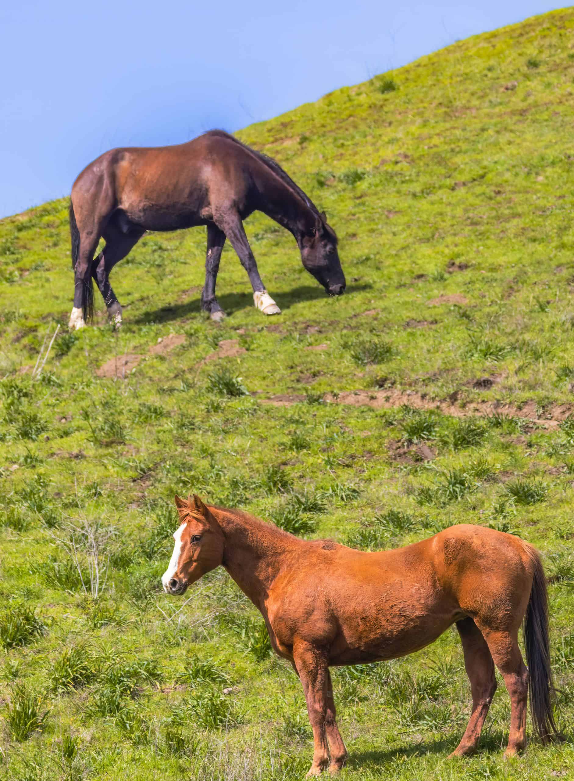 Horse pasture in Kona with lush green hills and grazing horses, ideal for luxury estate living.