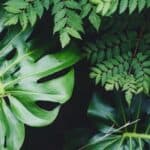 Lush tropical foliage in Hawaii, perfect for luxury resort property visuals.