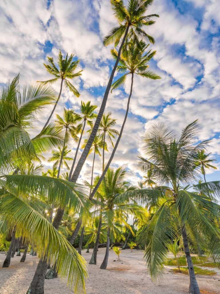 Tropical palm trees on Big Island Hawaii oceanfront resort property, luxury real estate in Kona andK.