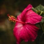 Hibiscus flower in Hawaii resort garden, Kona and Kohala Coast lifestyle.