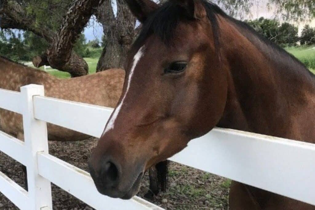 Luxury horse property in Kona with scenic views and equestrian amenities.