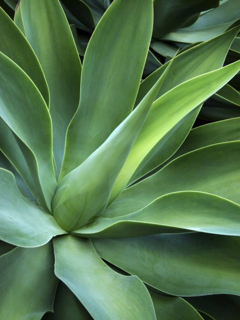 Tropical agave plant in a luxury resort garden on the Big Island Hawaii.