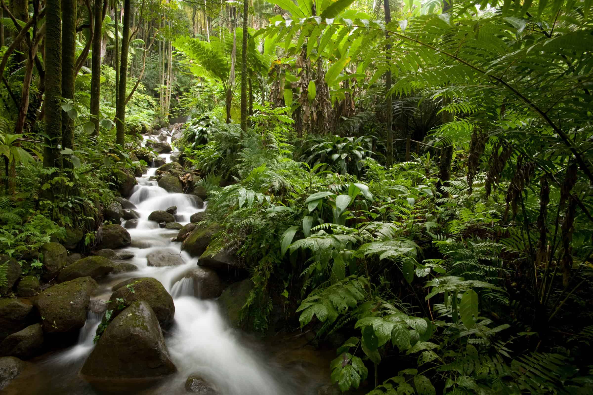 Homes for sale on the Hamakua Coast, Big Island Real Estate
